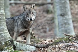 il-ritorno-del-lupo-nelle-foreste-appenniniche