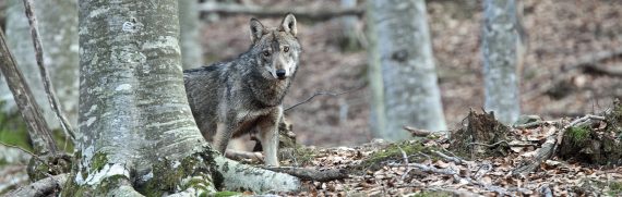 il-ritorno-del-lupo-nelle-foreste-appenniniche