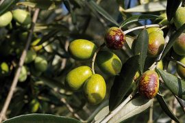 olio-pistoia