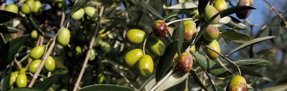 olio-pistoia