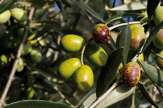 olio-pistoia