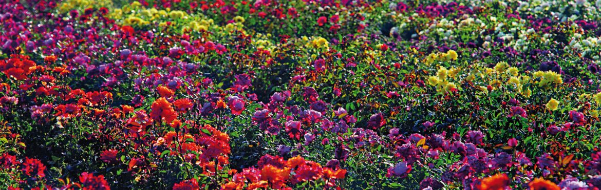 rose-barni