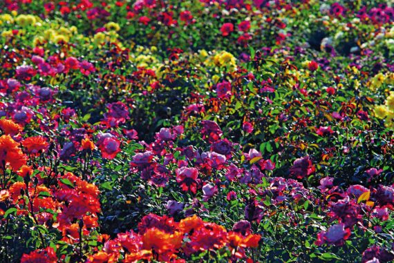 rose-barni