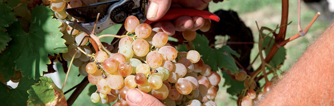 vino-pistoiese