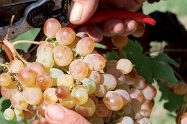 vino-pistoiese
