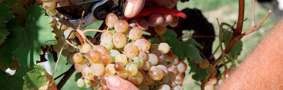 vino-pistoiese