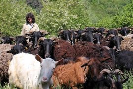 pastori-innamorati-monti-valli-lavoro