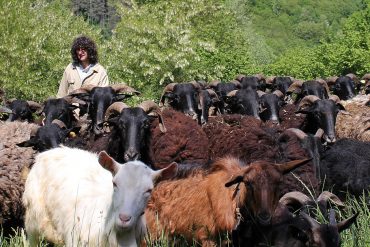 pastori-innamorati-monti-valli-lavoro