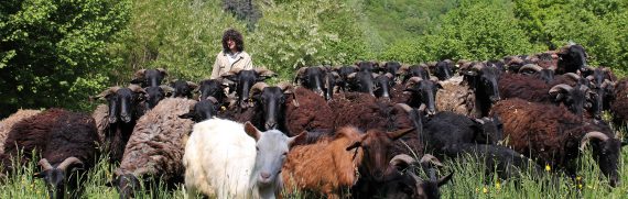 pastori-innamorati-monti-valli-lavoro