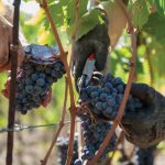carmignano-1