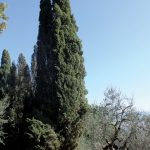 cipresso_n4_4