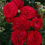 gtg-rose-n17-1
