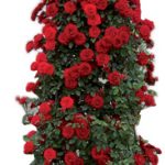 gtg-rose-n17-10