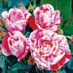gtg-rose-n17-11