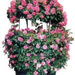 gtg-rose-n17-13