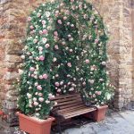 gtg-rose-n17-14