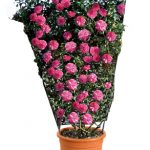 gtg-rose-n17-15