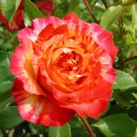 gtg-rose-n17-2