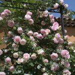 gtg-rose-n17-3