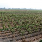 latifoglie-1