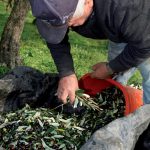 olio-1