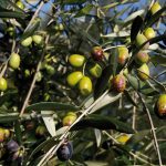 olio-4