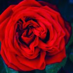 rose-barni-n14-15