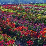 rose-barni-n14-3