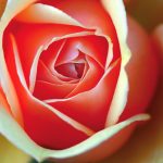 rose-barni-n14-6