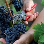vino-pistoia-1