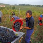 vino-pistoia-2