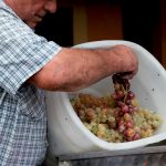vino-pistoia-6