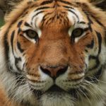 zoo-n17-3