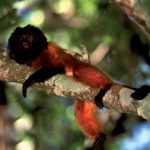 zoo_n4_2