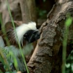 zoo_n4_4