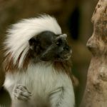 zoo_n4_5