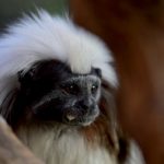 zoo_n4_6