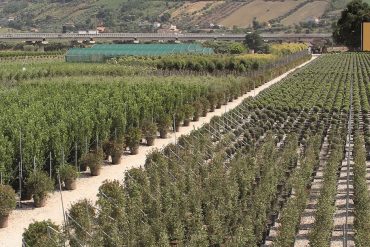 giorgio-tesi-group-pistoia-vivaismo-discoverpistoia