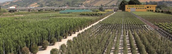 giorgio-tesi-group-pistoia-vivaismo-discoverpistoia