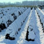 aib-agenzia-assicurativa-pistoia-azienda-agricola