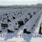 aib-proteggi-piante-polizza-assicurativa-pistoia