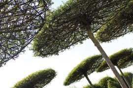 Coprirsi di verde