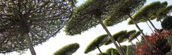 Coprirsi di verde