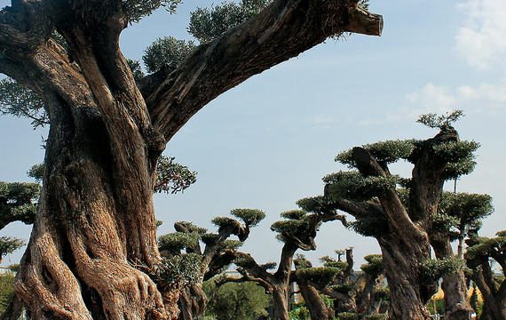 Generoso compagno nel tempo