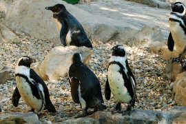 I pinguini che arrivano dal caldo