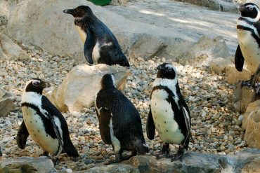 I pinguini che arrivano dal caldo