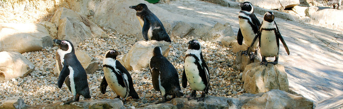 I pinguini che arrivano dal caldo