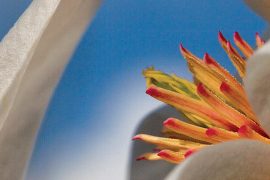 La forza è dei fiori