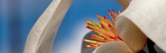 La forza è dei fiori