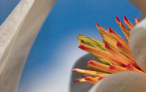 La forza è dei fiori